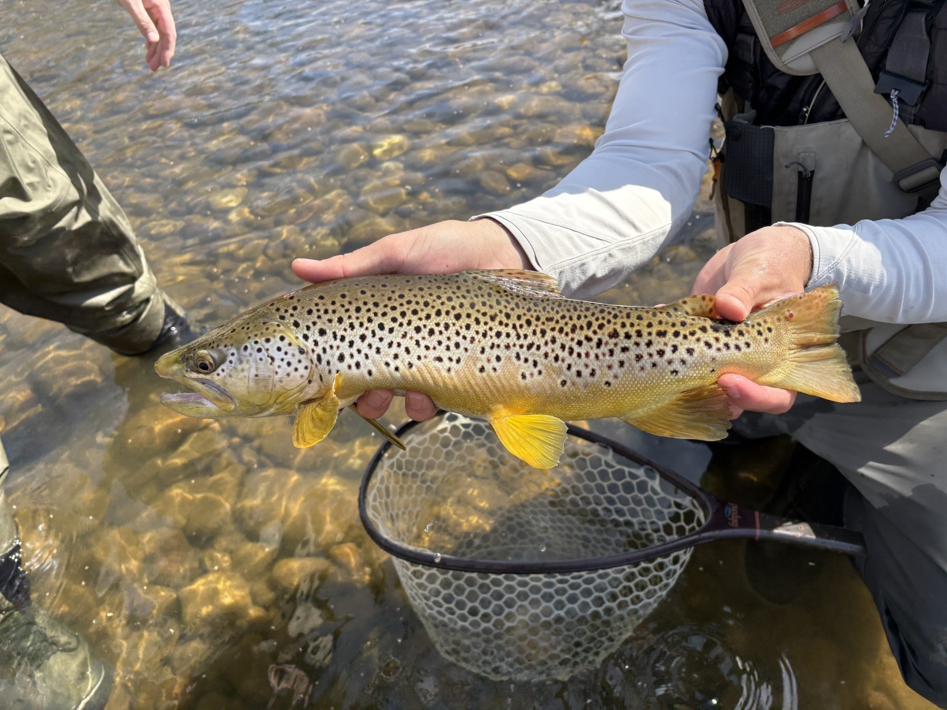 brown trout caught in the Boise River