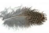 Loose Partridge Feathers