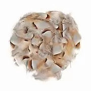Chukar Feathers