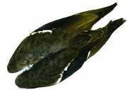 Wapsi Mallard Duck Wings