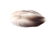 Hareline Bronze Mallard