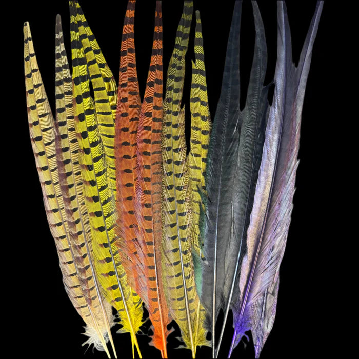Ringneck Pheasant Tail Feathers