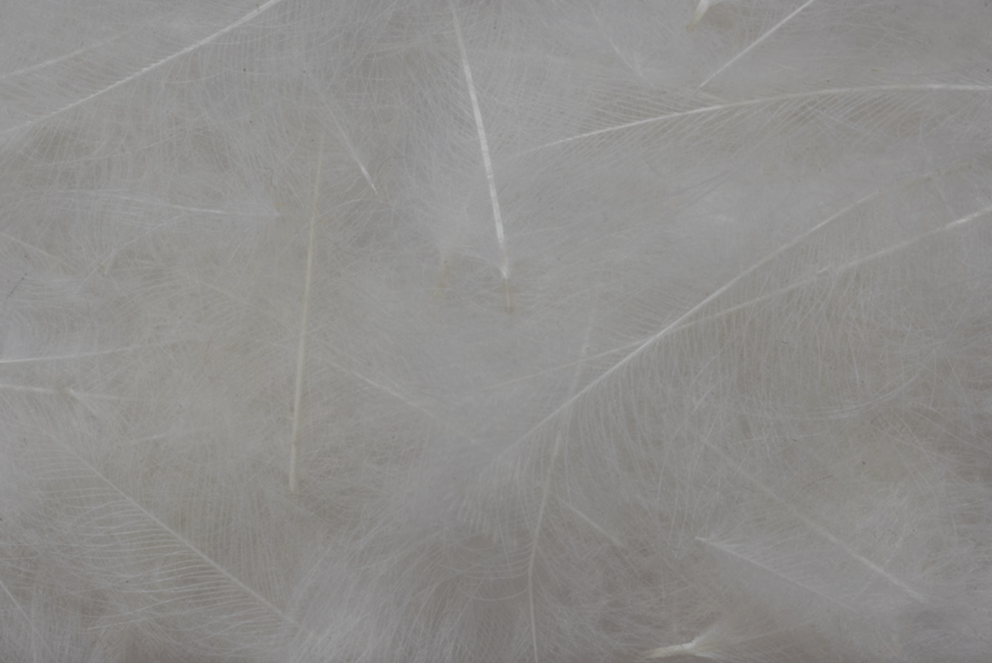 Premium CDC Feathers 1g