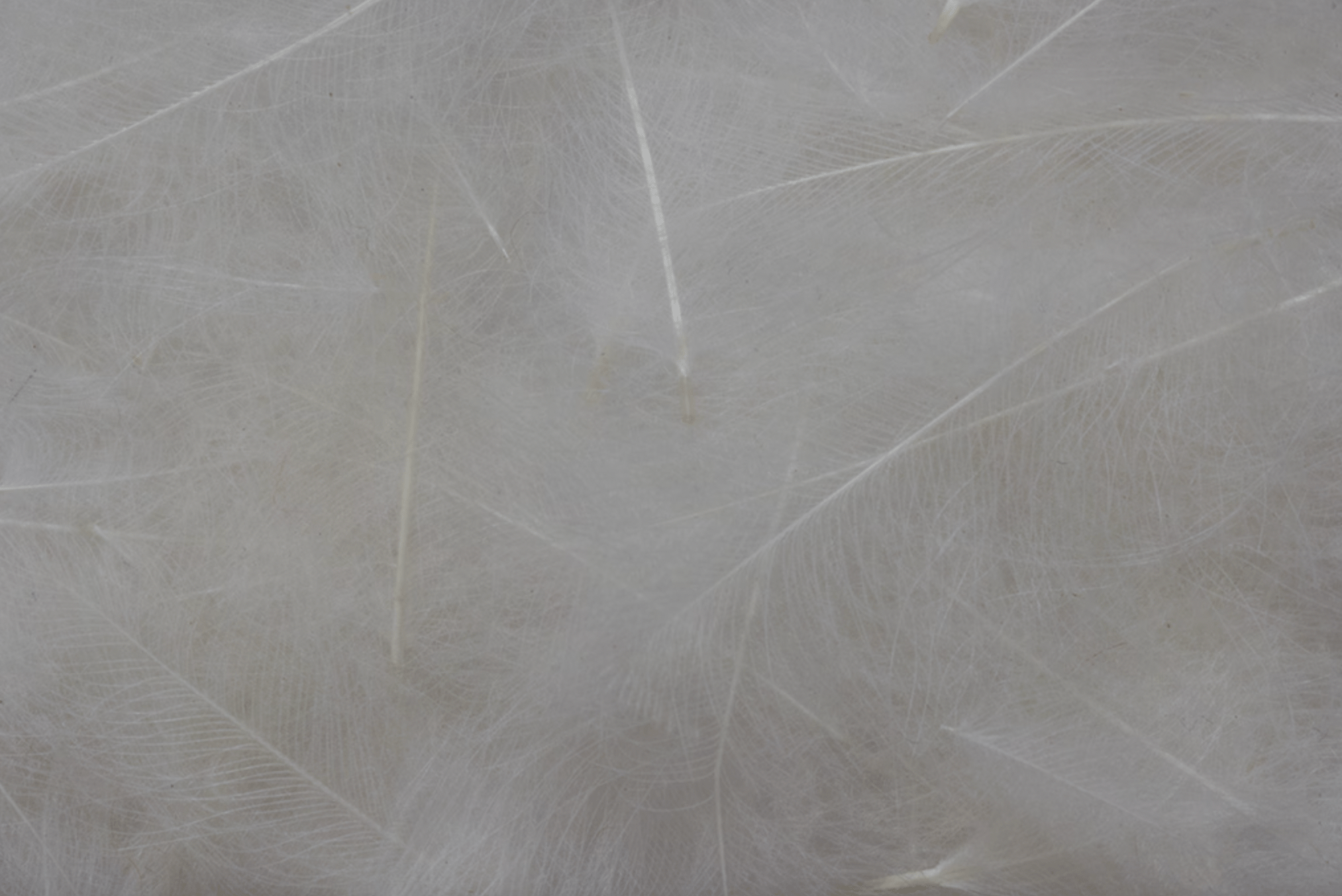 Premium CDC Feathers 1g