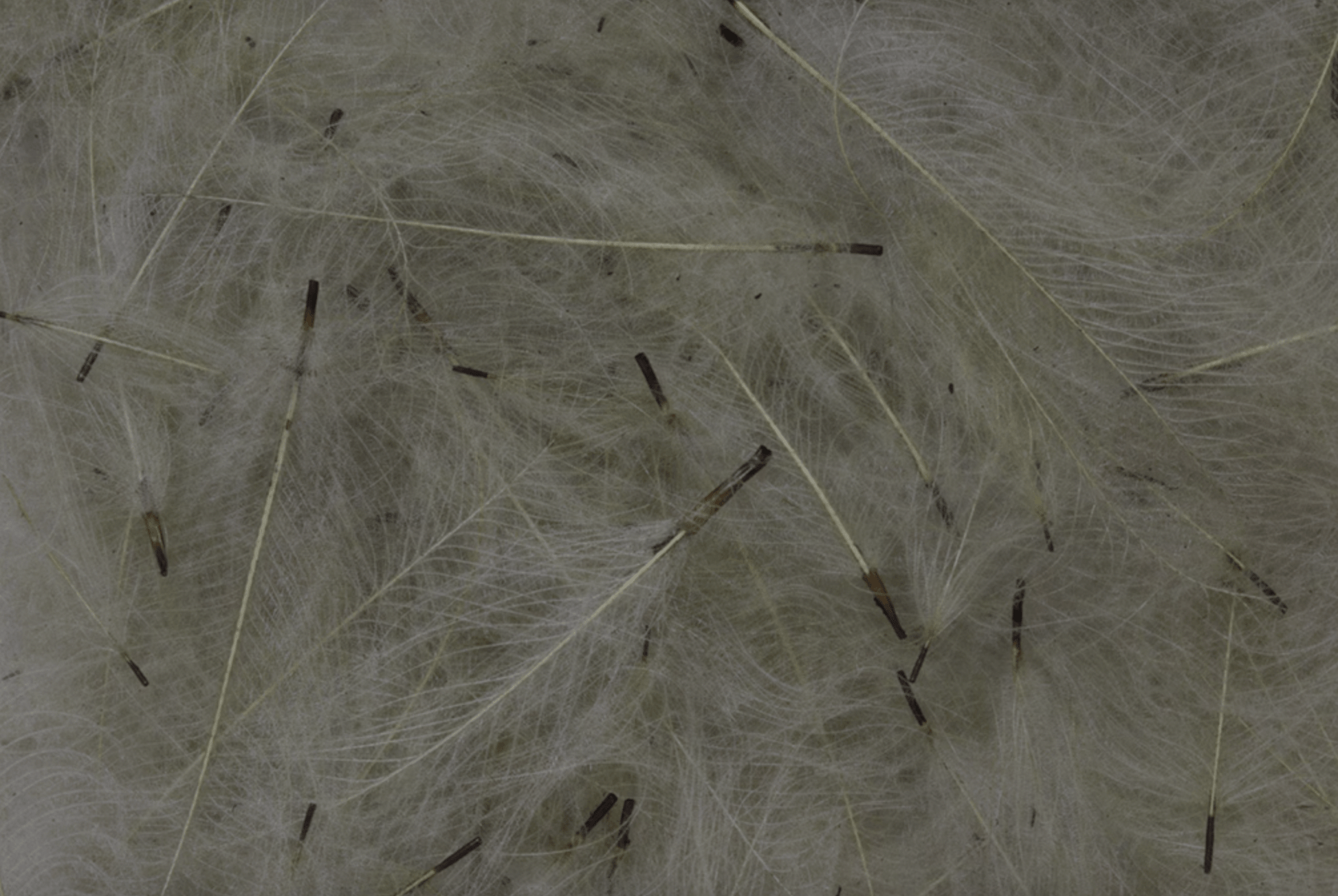 Premium CDC Feathers 1g
