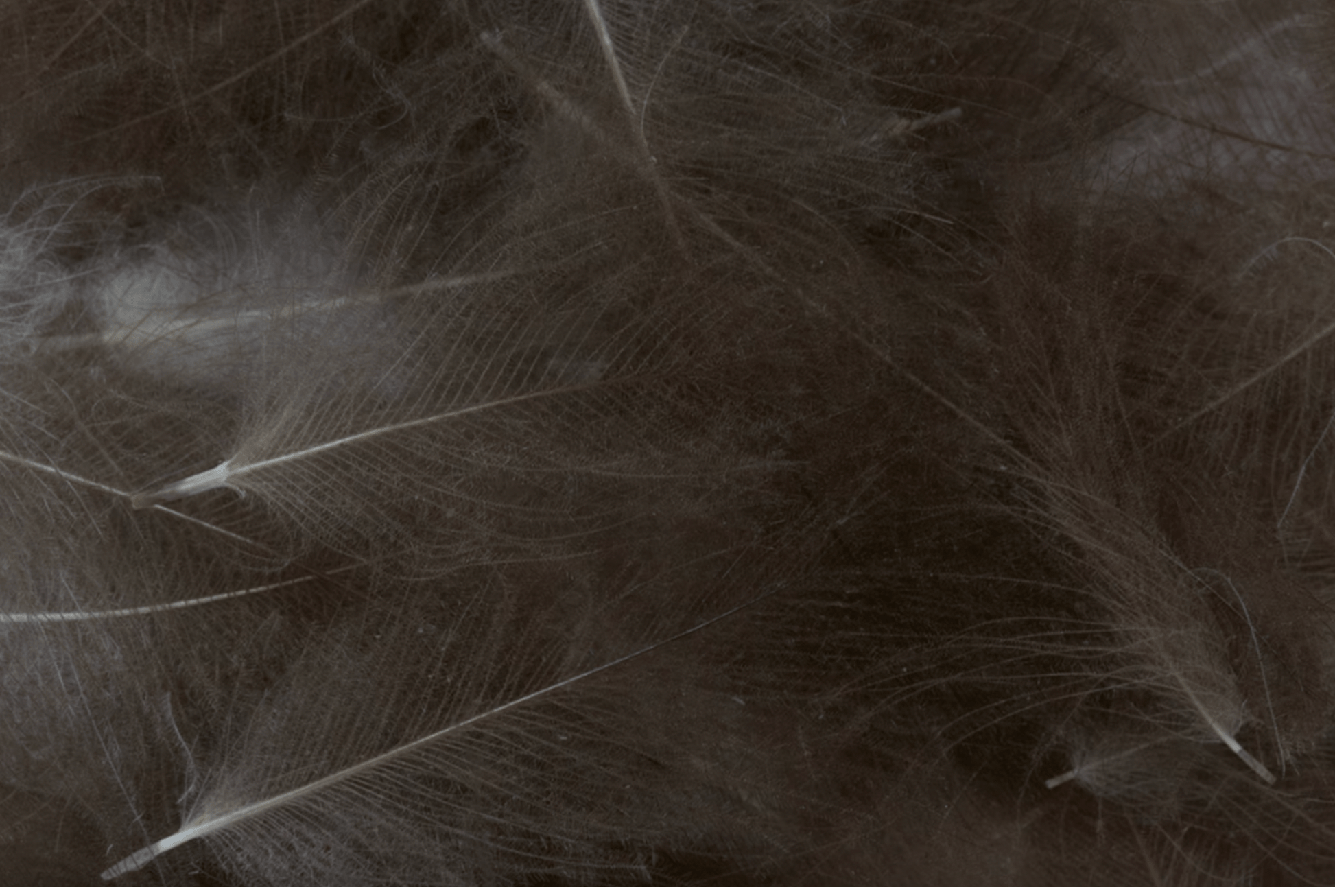 Premium CDC Feathers 1g