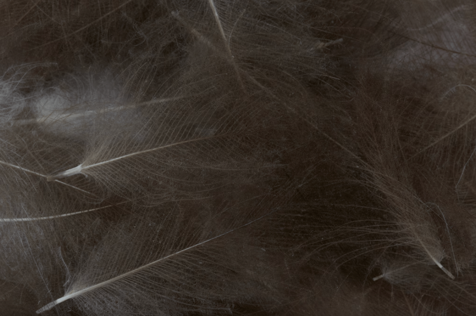 Premium CDC Feathers 1g