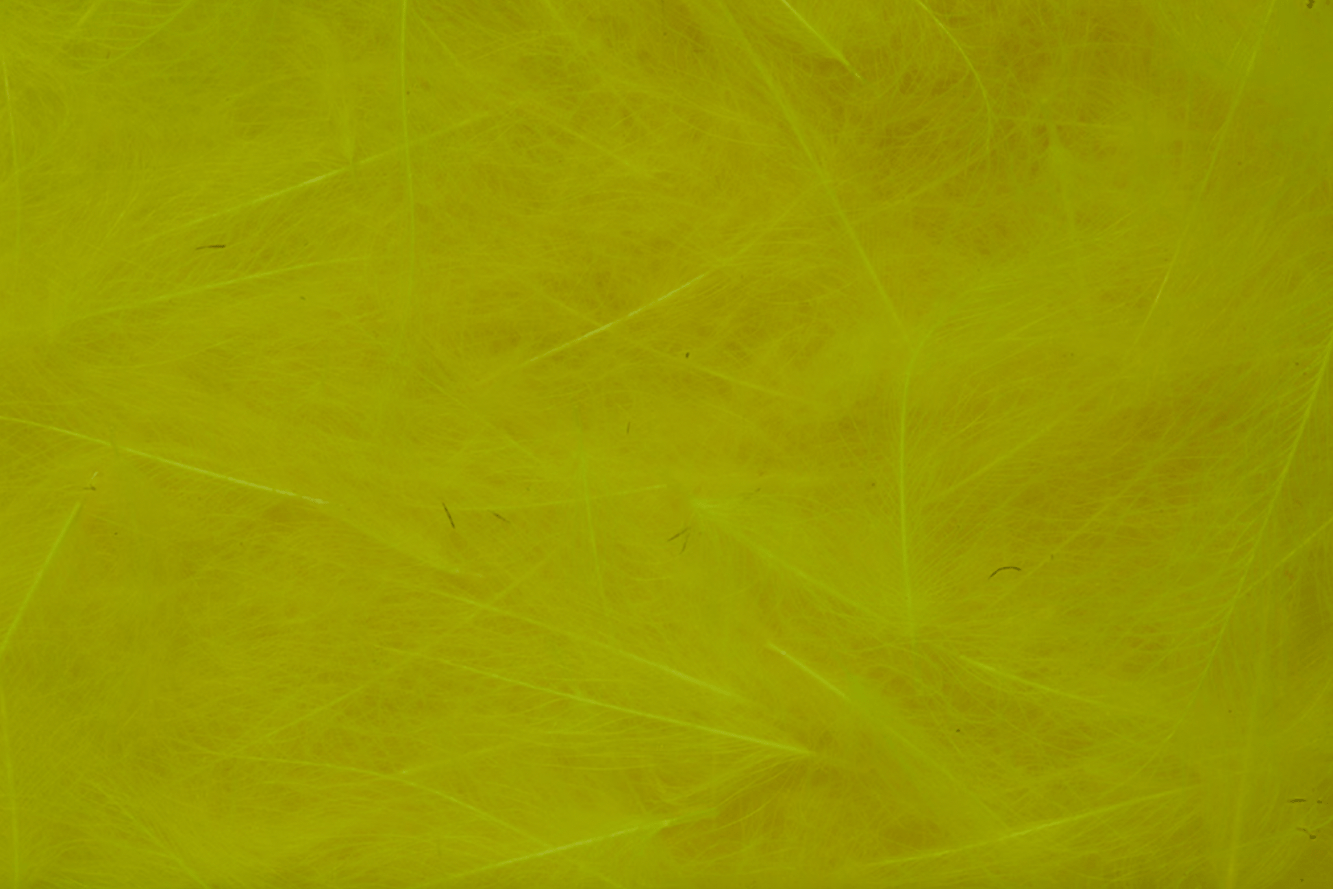 Premium CDC Feathers 1g