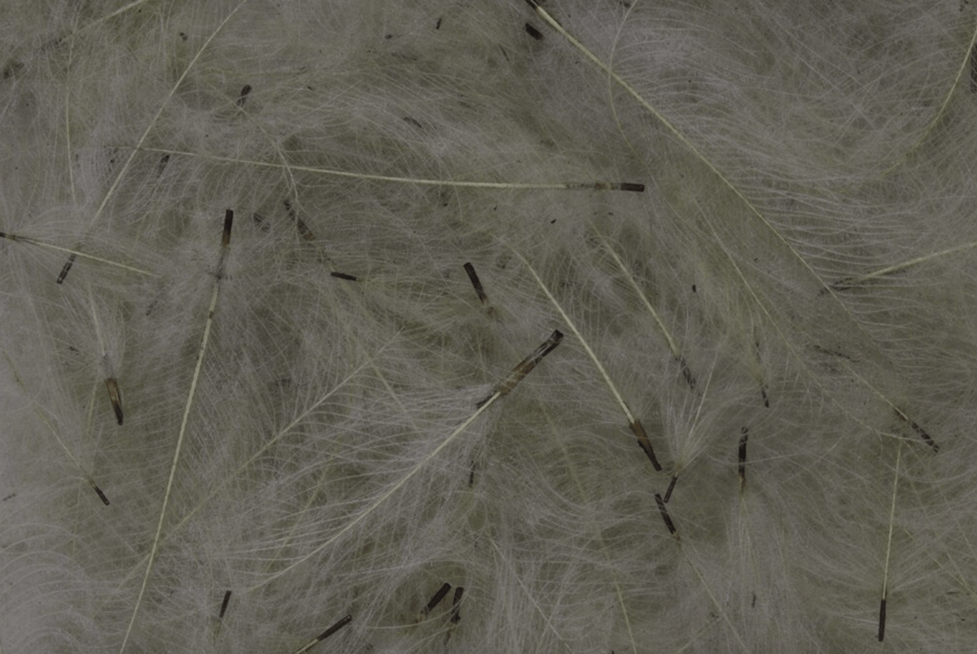 CDC Feathers Bulk 3g