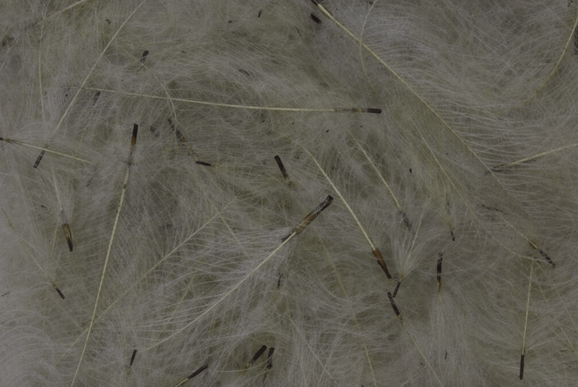 CDC Feathers Bulk 3g