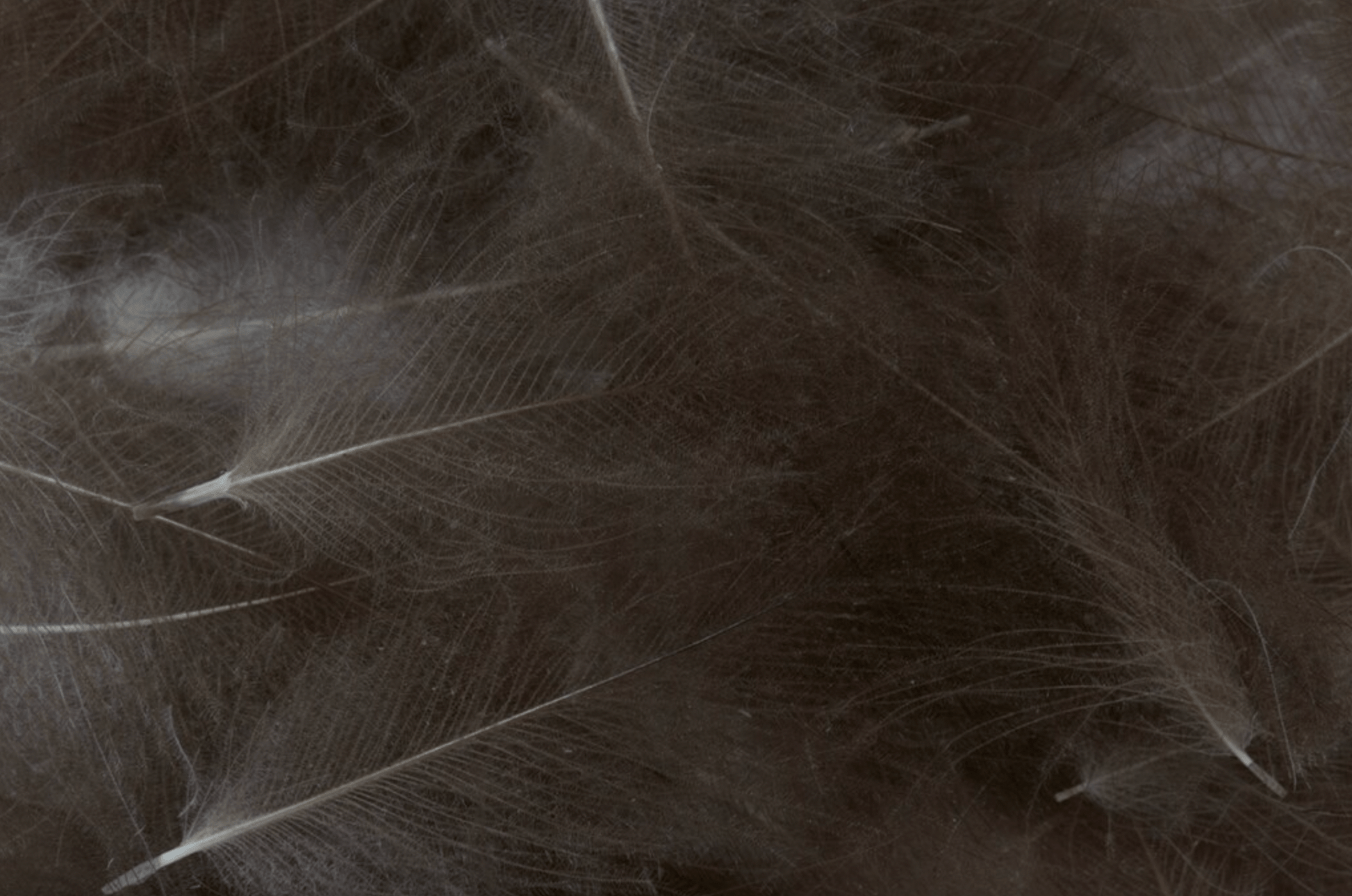 CDC Feathers Bulk 3g