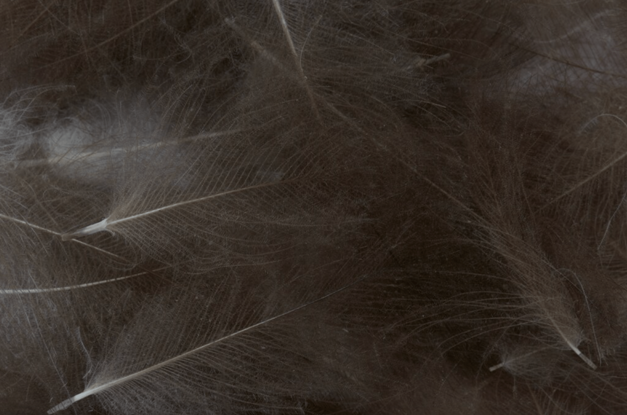 CDC Feathers Bulk 3g