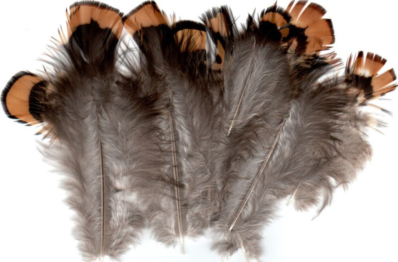 Venery Pheasant Body Plumage