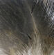 Gallo De Leon Saddle Feathers