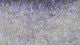 Hareline Ice Dub