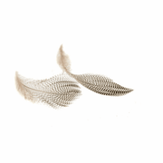 Pintail Flank Feathers