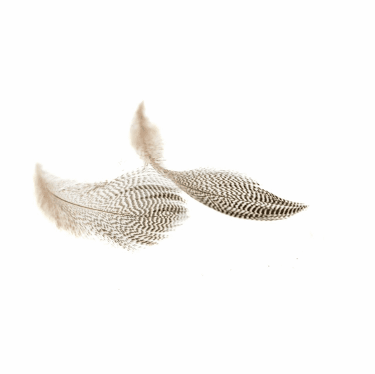 Pintail Flank Feathers