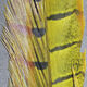 Ringneck Pheasant Tail Feathers