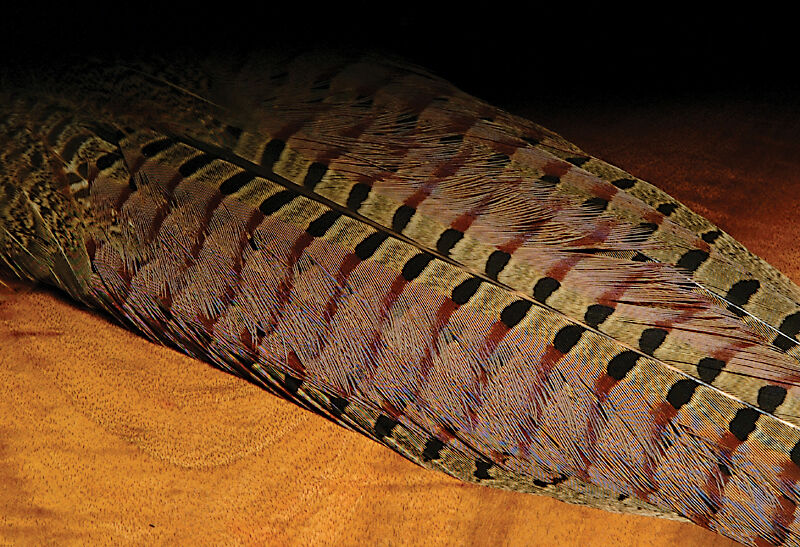 Ringneck Pheasant Complete Natural Clump