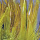 Strung Chinese Saddle Hackle 5-7"