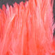 Strung Chinese Saddle Hackle 5-7"