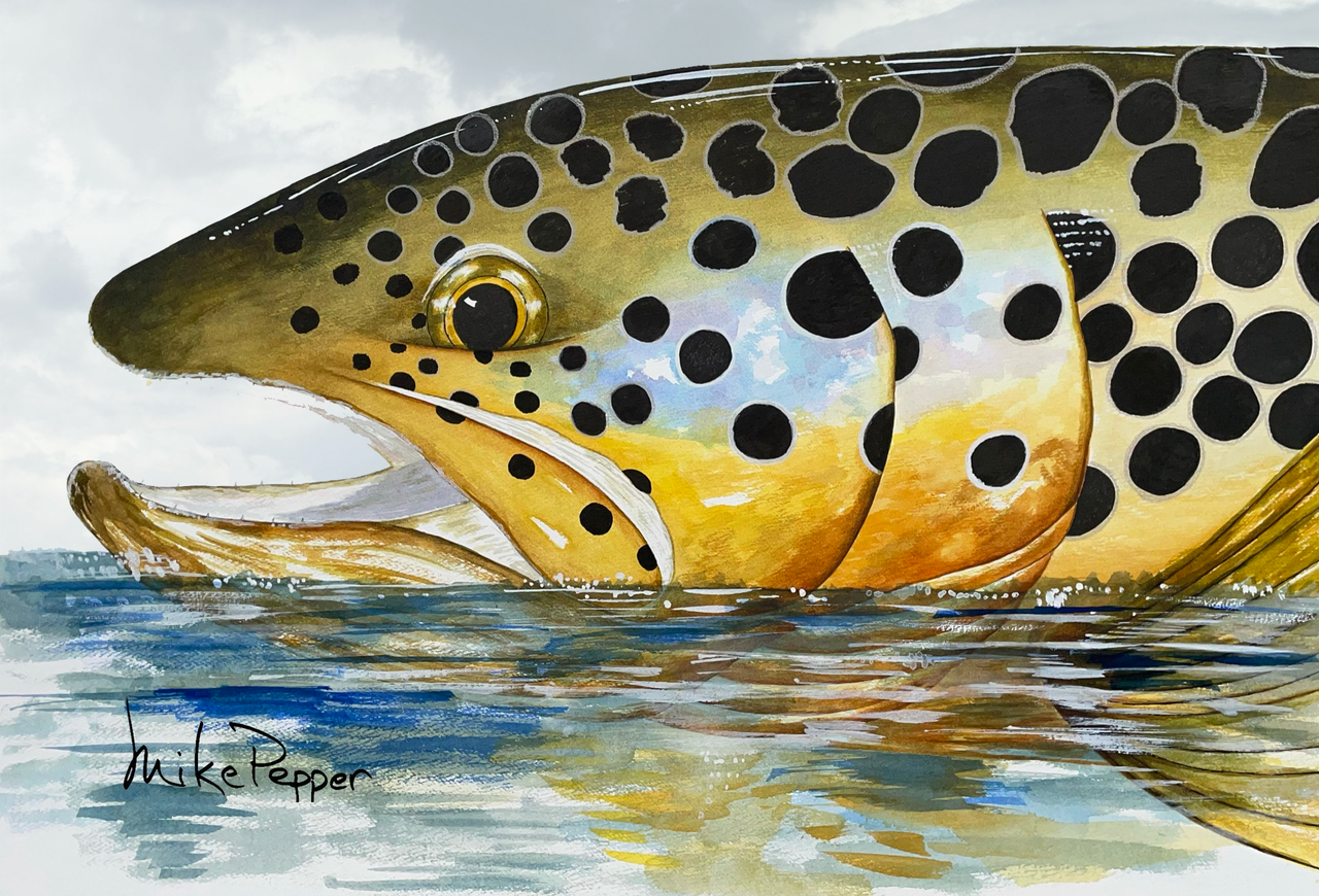 "Brown Trout Reflections" Canvas Print
