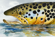 "Brown Trout Reflections" Canvas Print